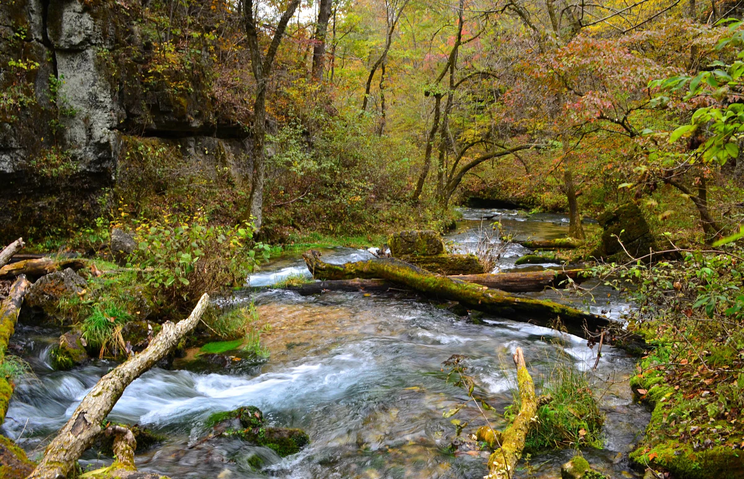 Greer Spring rushing over rocks and fallen logs in fall color